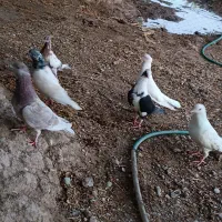 کفتر معامله با مرغ محلی|پرنده|ایرانشهر, |دیوار