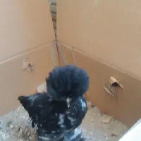 جوجه دو ماهه پاپر و کاکلی
