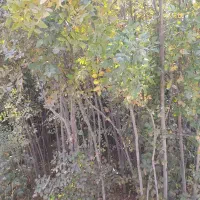 نهال زبان گنجشک|حراج|پیر بکران, |دیوار