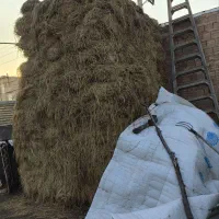 یونجه|لوازم جانبی حیوانات|فیرورق, |دیوار