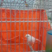 قناری نر|پرنده|ری, علایین|دیوار