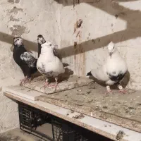 کبوتر قشنگ|پرنده|بروجرد, |دیوار