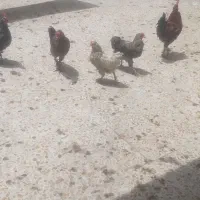 فروش ۴ مرغ و یک خروس دیلگونی پامر