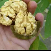گردوی یک دست کاغذیوبادام