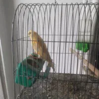 قناری ماده|پرنده|ساری, |دیوار