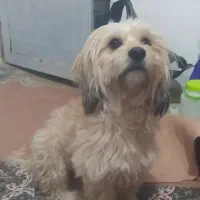 این سگ خانگی هست می فروشم به قیمت مناسب