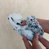 کبوتر پرشی|پرنده|سراب, |دیوار