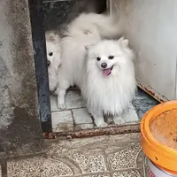 واگذاری سگ های پامر