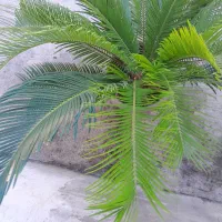گل سیکاس دو عدد