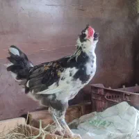 جوجه خروس گلین