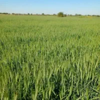فروش زمین کشاورزی