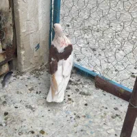 کبوتر گمشده