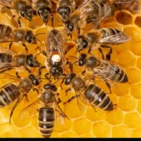 امید به آینده راهبرد پیشرو تدریس (دکتر طباطبائی)