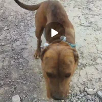 سگ پیتبول ماده