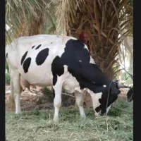 فروش فوری گاو آبستن|حیوانات مزرعه|بمپور, |دیوار