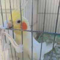 یک عروس هلندی آواز خان جوان