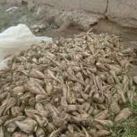 جغندر دامی|لوازم جانبی حیوانات|اسفراین, |دیوار