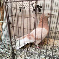 پرنده|پرنده|اصفهان, دارک|دیوار