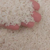 طارم هاشمی اعلا