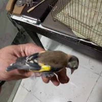 ۳ عدد جوجه نیم رنگ قفس|پرنده|کرج, حصارک بالا|دیوار