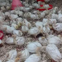 جوجه بوقلمون ۲۰ روزه بیوتی