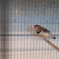 جفت فنج اروپایی بیگ سایز|پرنده|مرودشت, بیست متری بیمارستان|دیوار