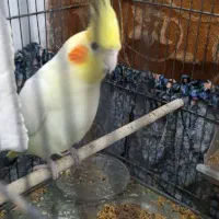 عروس هلندی نر|پرنده|اهواز, کوی مندلی(سه راه خرمشهر)|دیوار