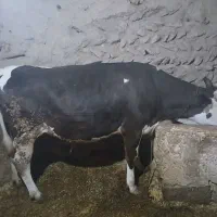 گوساله ماده  سیمیتال