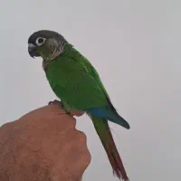 طوطی گرینچیک