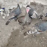 بوقلمون برنز سینه پهن