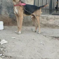 سگ سرابی عراقی پژدر|سگ|رباط‌کریم, رباط‌کریم|دیوار