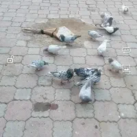 سار سرنج
