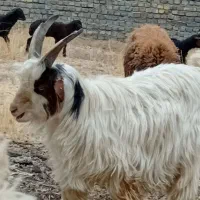 بزغاله دوبوری