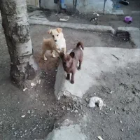 سگ پا کوتاه نر و ماده