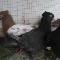 کفتر بهبهونی|پرنده|شیراز, گویم|دیوار