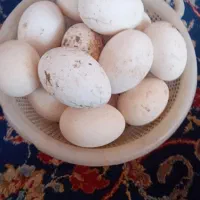 تخم غاز خوراکی