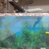 شیشه آکواریوم|ماهی|مرودشت, استادیوم‎|دیوار