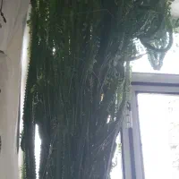 گل فروشی|گل و گیاه طبیعی|مریوان, |دیوار