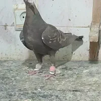 سه تا جفتی زرد وشامی روشن 6تاماده شهری کبوتر|پرنده|شیراز, هفت تنان|دیوار