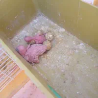 مرغ‌عشق|پرنده|جم, |دیوار