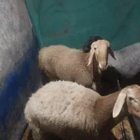 فروش قوچ چینی خالص درجه یک