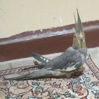 عروس پاریس