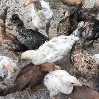 جوجه|حیوانات مزرعه|زاهدان, |دیوار