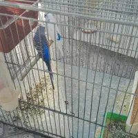 یک جفت مرغ عشق ویک عدد جوجه 8ماهه|پرنده|تهران, شمیراننو|دیوار