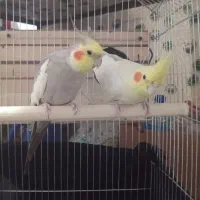 دو عدد عروس هلندی نر