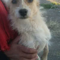 سگ پاکوتا|سگ|فردوس (خراسان), |دیوار