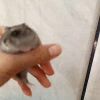 همستر کمپل کوچولو موچول