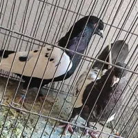 سینه سیاه|پرنده|کرمان, |دیوار