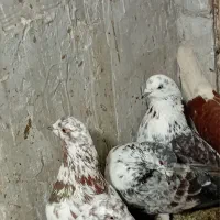 کبوتر خوش خال و پروازی ایرانی