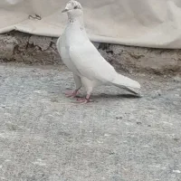 کفتر نر و ماده کله ای